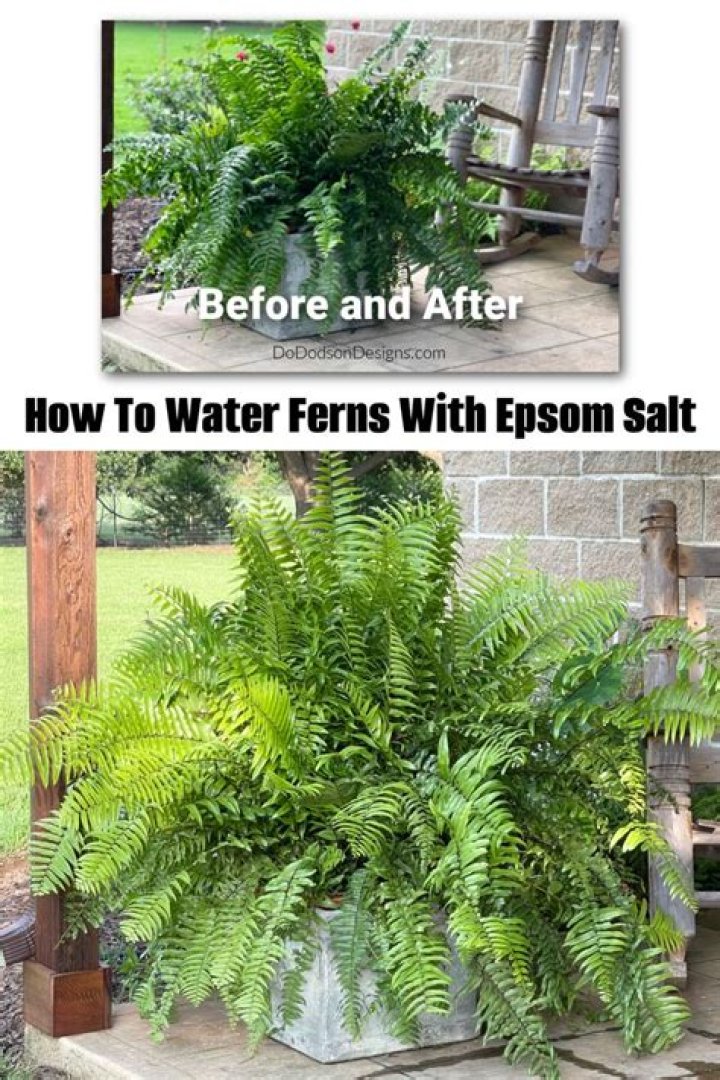 Can you use Epsom salts on ferns