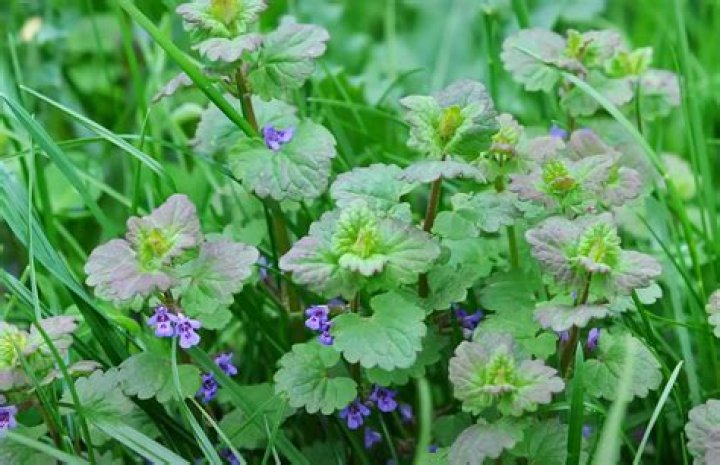 Can you use mint after it has flowered