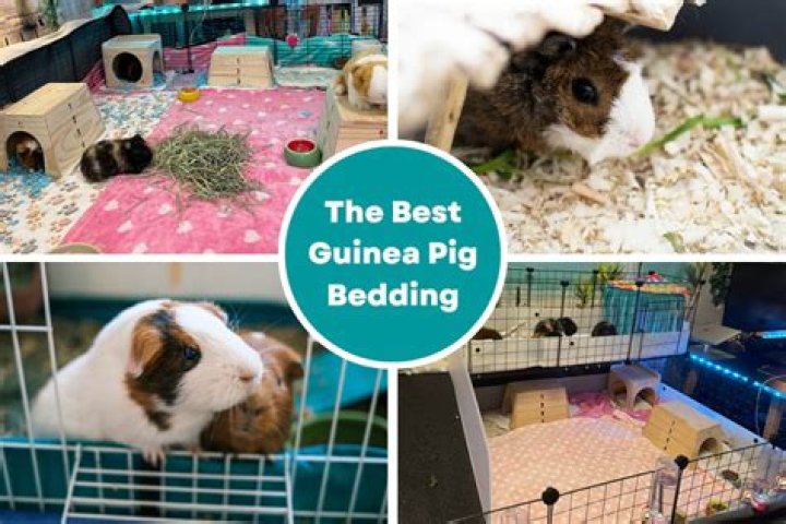 Can you use pine bedding with guinea pigs