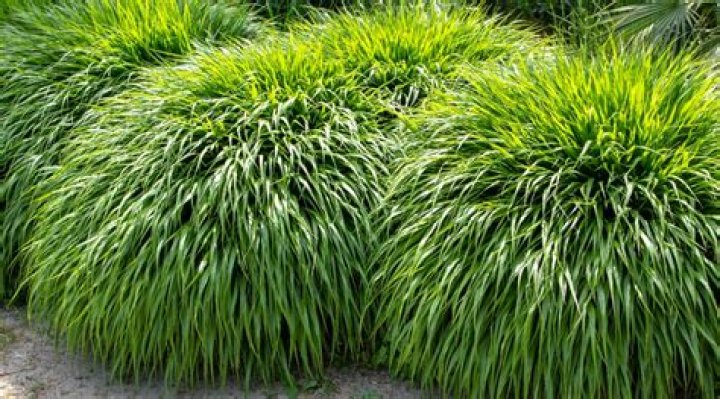 Can you use shade grass seed in full sun