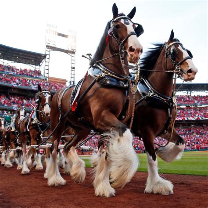 Can you visit the Budweiser Clydesdales