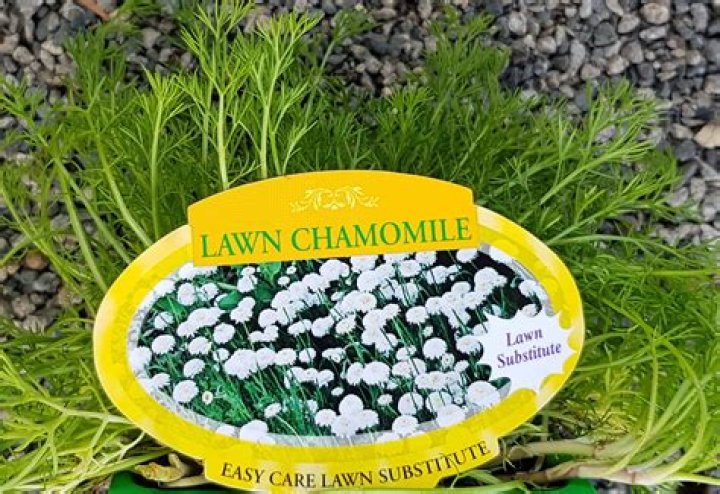 Can you walk on a chamomile lawn