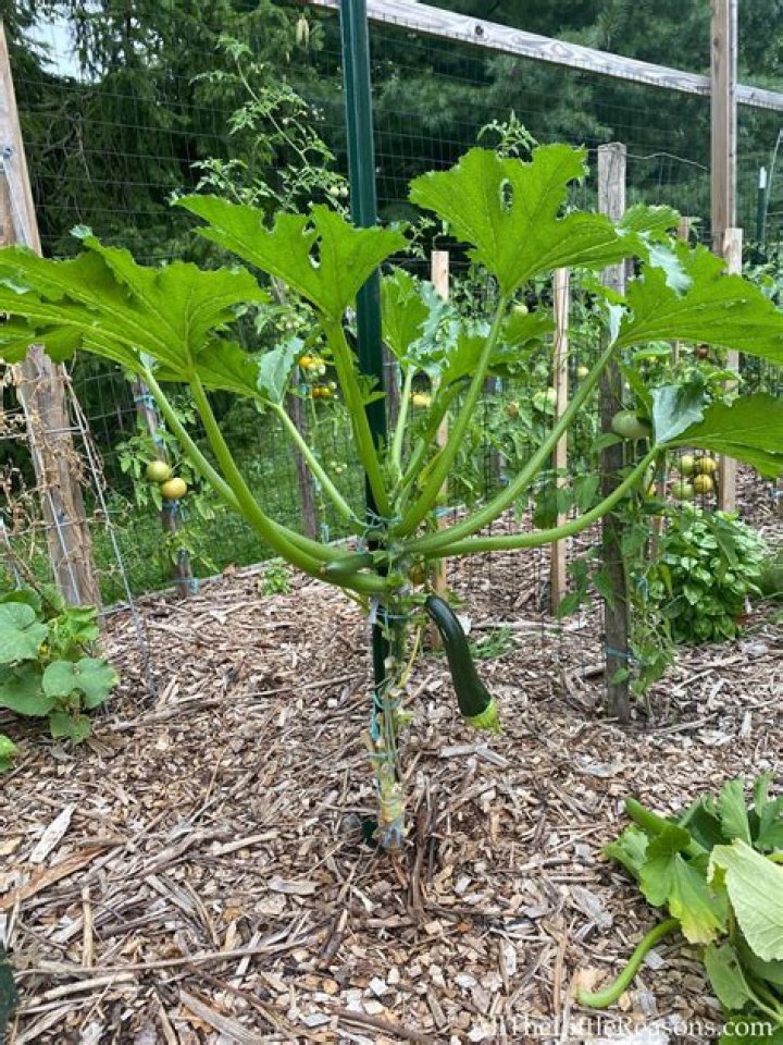 Can zucchini grow in the shade