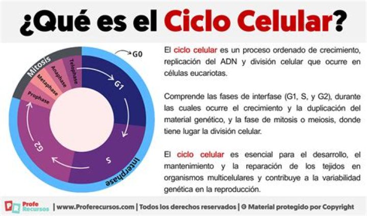 ¿Cómo se divide el ciclo celular