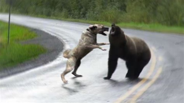 Could a dog kill a bear