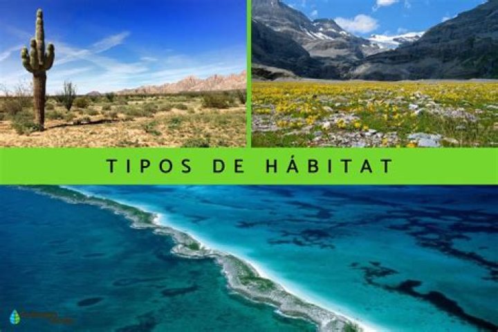 ¿Cuál es el hábitat de los búhos