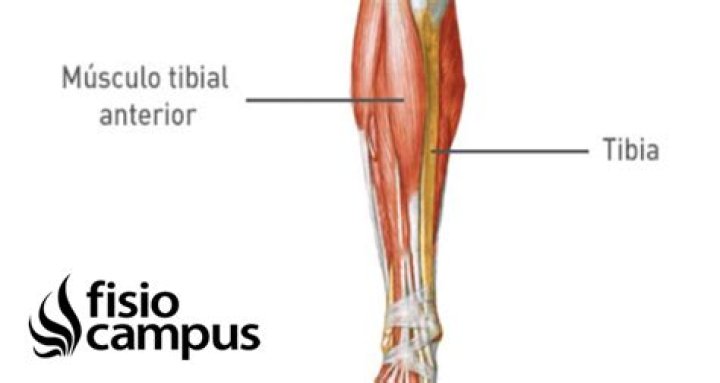 ¿Cuál es el musculo tibial anterior
