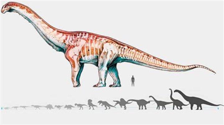 ¿Cuál es el vaso sanguíneo más grande en el sistema humano