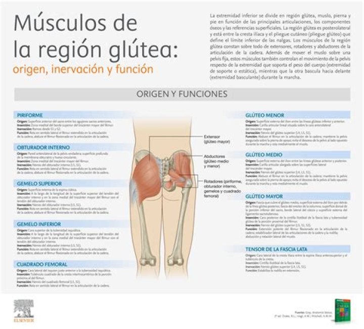 ¿Cuál es la función del gluteo menor