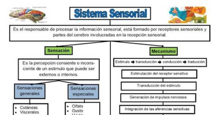 ¿Cuáles son los elementos del sistema sensorial