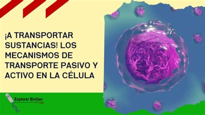 ¿Cuáles son los mecanismos de transporte pasivo