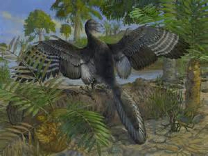 Did Archaeopteryx have hollow bones