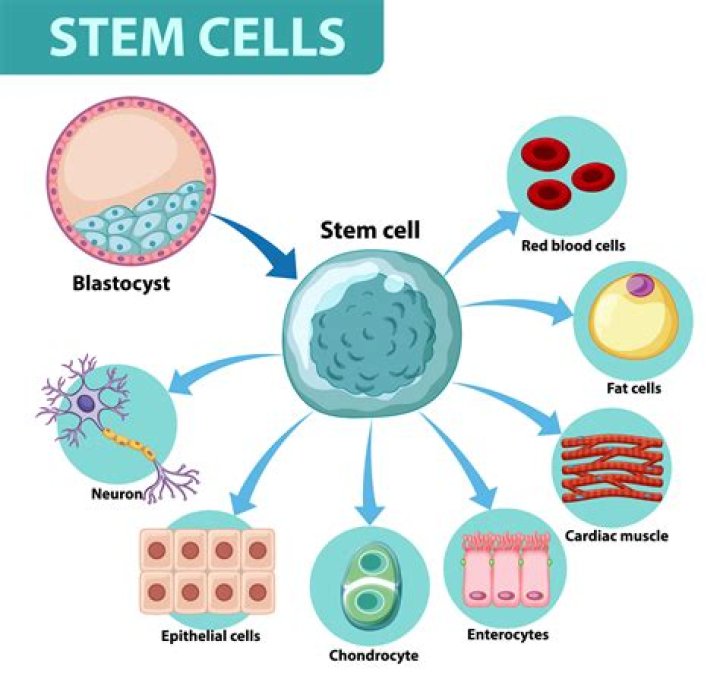 Do adults still have stem cells
