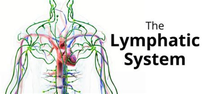 Do all animals have a lymphatic system