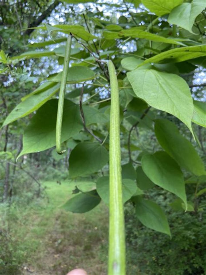 Do all catalpa trees have worms