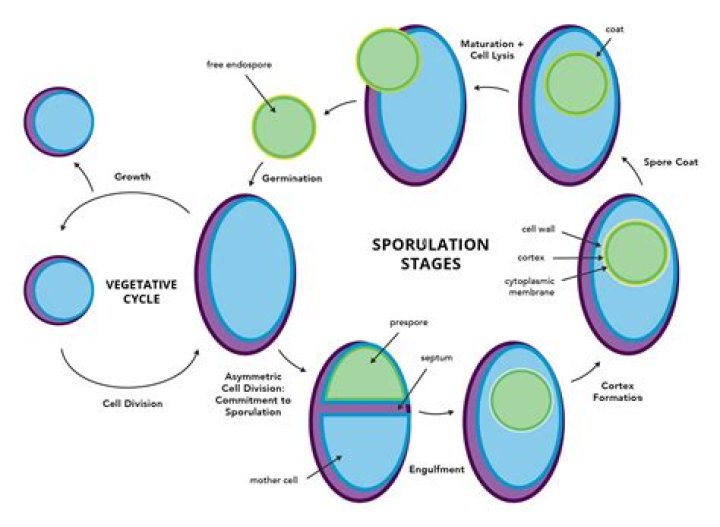 Do all Clostridium form spores
