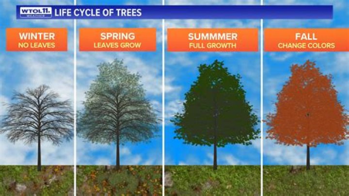 Do all trees change color in the fall
