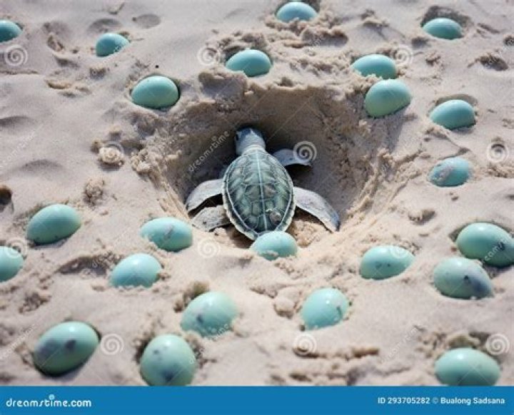 Do all turtles lay eggs on land