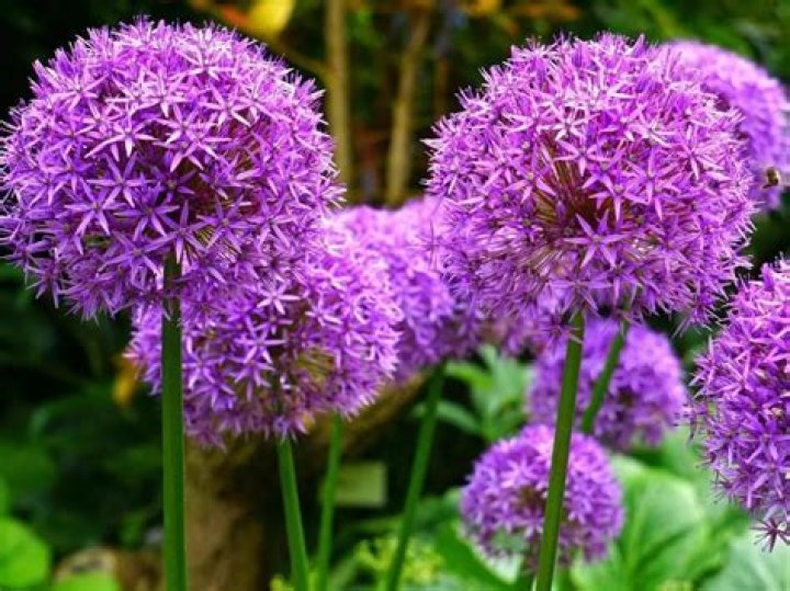 Do alliums multiply