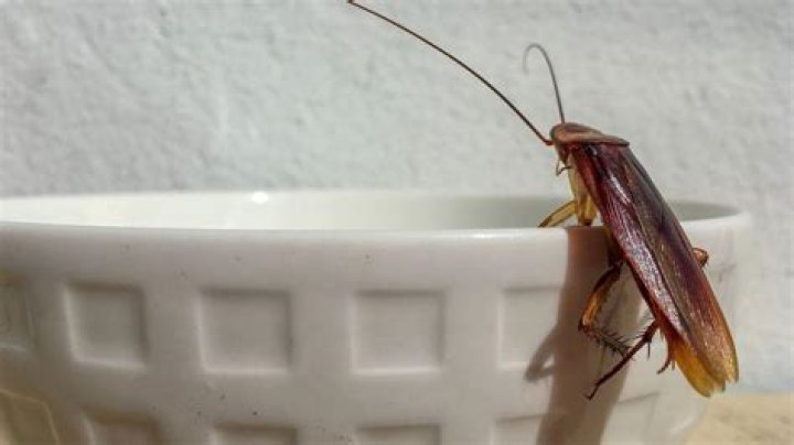 Do American roaches infest homes