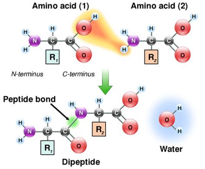 Do amino acids have peptide bonds
