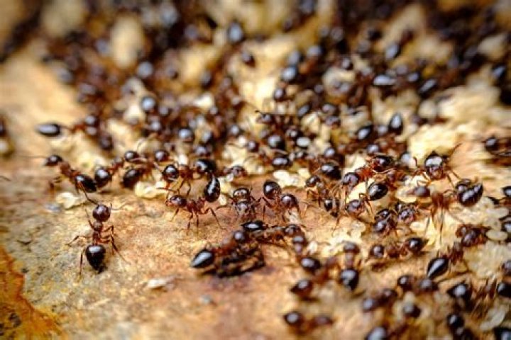 Do ants do anything useful