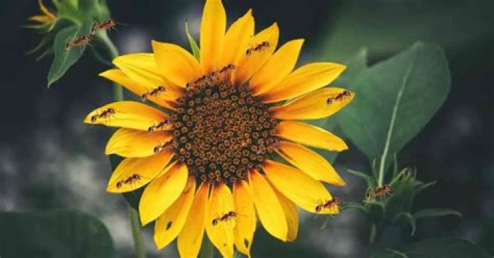 Do ants eat flower seeds