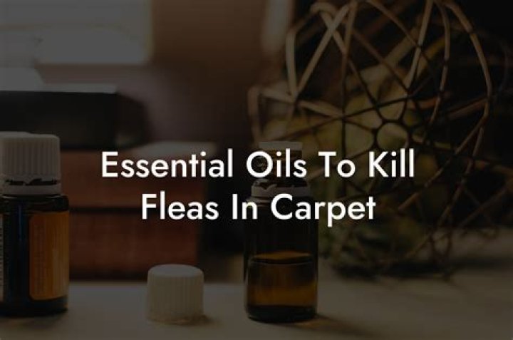 Do any essential oils kill fleas