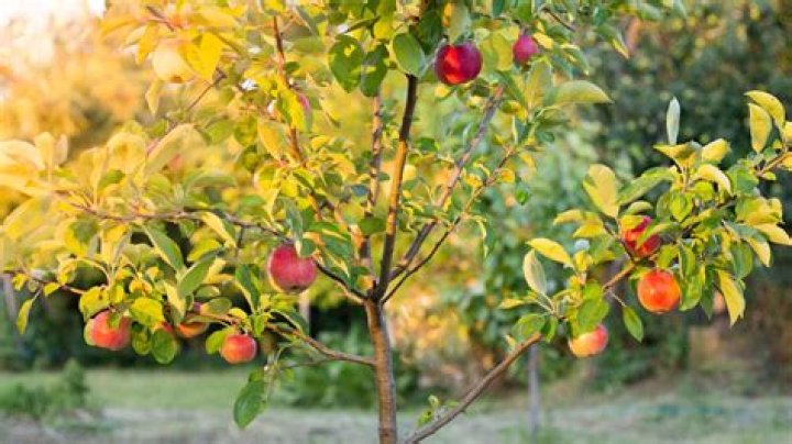 Do apple trees grow in Indiana
