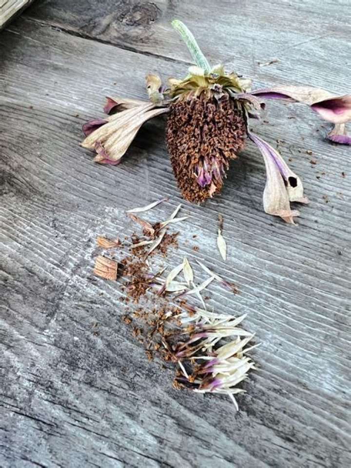 Do asters reseed themselves