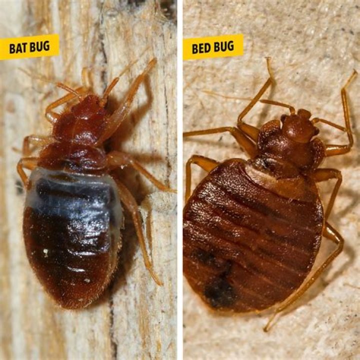 Do bat bugs infest