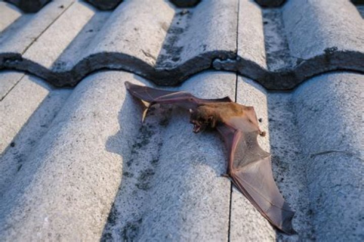 Do bats live in roofs