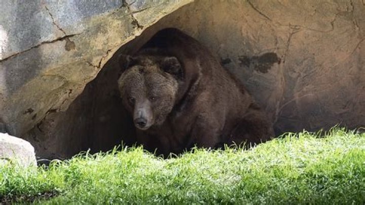 Do bears eat during hibernation
