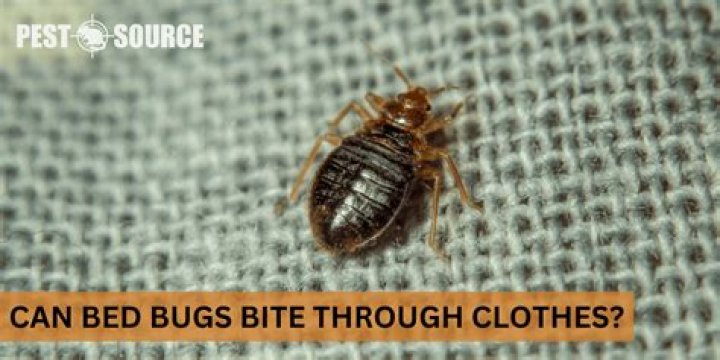 Do bed bugs bite through sheets
