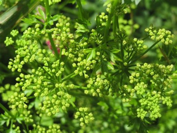 Do bees like parsley flowers
