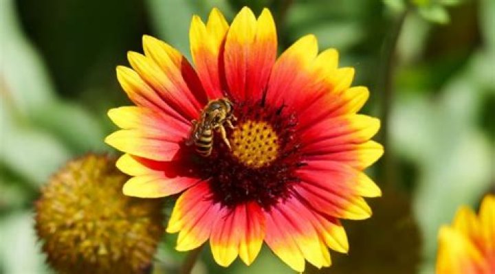 Do Bees like sweet alyssum