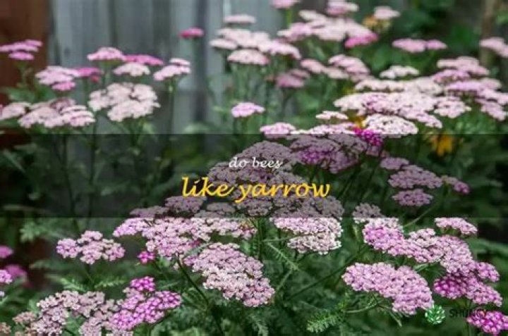 Do bees like yarrow