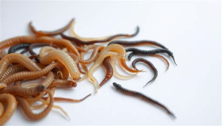 Do birds eat catalpa worms