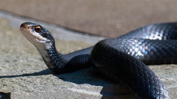 Do black racers bite humans