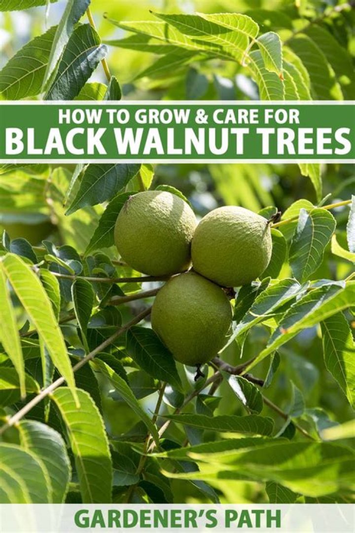 Do black walnut trees grow in Florida