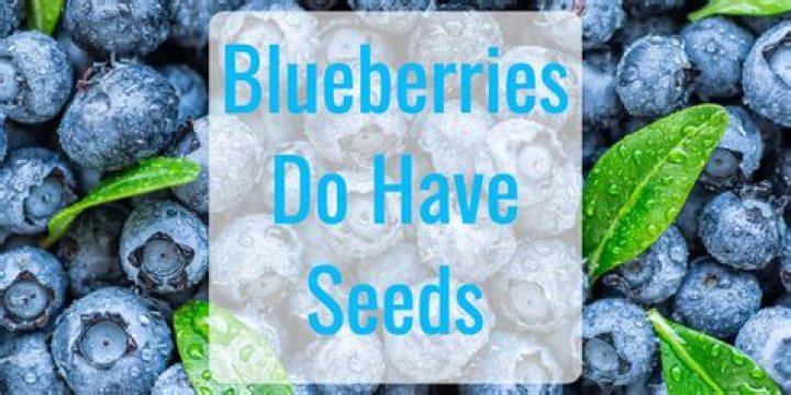 Do blueberries have seeds in them