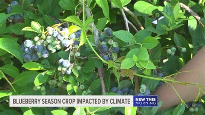 Do Blueberries need pruning