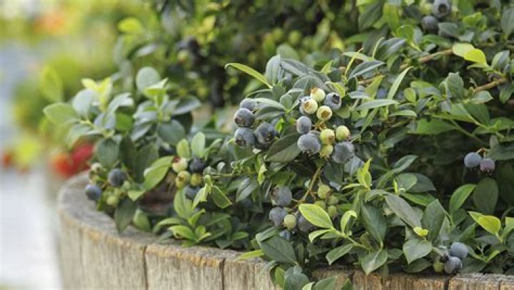 Do blueberry bushes need to be planted together