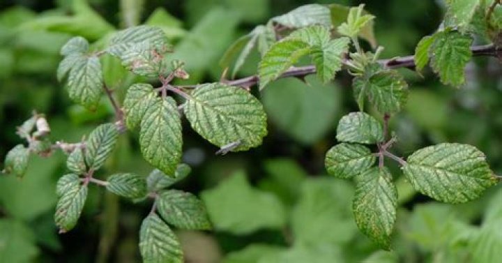 Do brambles have thorns