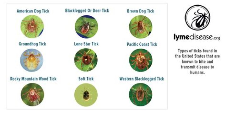 Do brown ticks carry Lyme disease