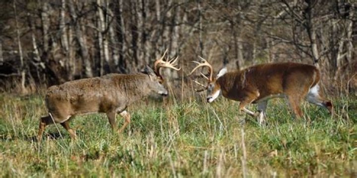 Do bucks rut in warm weather