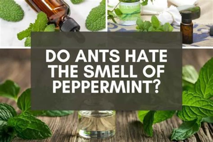 Do bugs hate the smell of peppermint