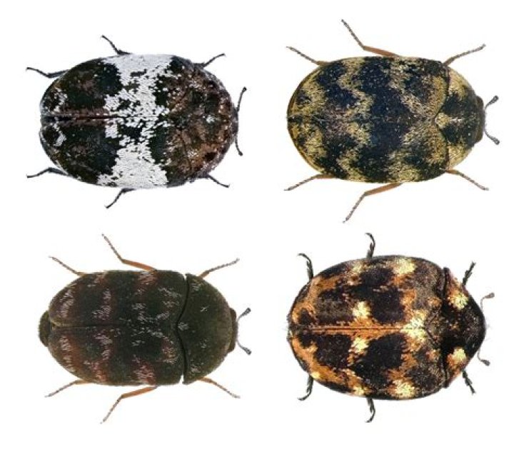 Do carpet beetles live in couches
