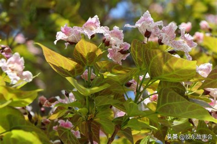 Do catalpa trees bloom