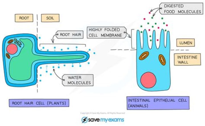 Do cells have a small surface area